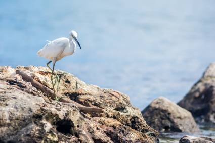 Garza azul juvenil