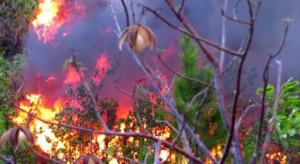 Incendio forestal en la zona conocida por La Loma de Fana