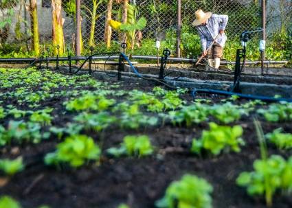 El programa de agricultura urbana