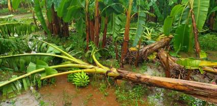 Afectaciones en el plátano a causa de las lluvias y vientos de Helene en Isla de la Juventud