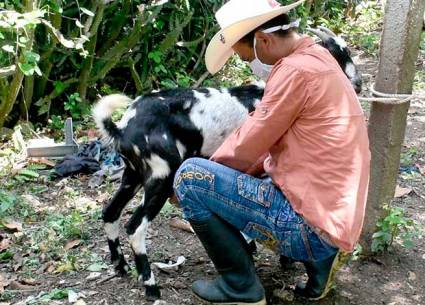 Leche caprina