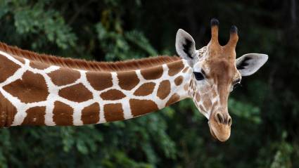 ¿Por qué las jirafas tienen el cuello tan largo?