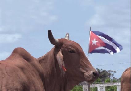 El ganado Gyr lechero en Cuba