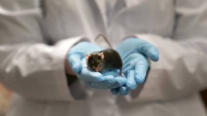 Nueva terapia prolonga vida de ratones