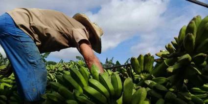 En Sancti Spíritus se trabaja por impulsar las producciones agrícolas