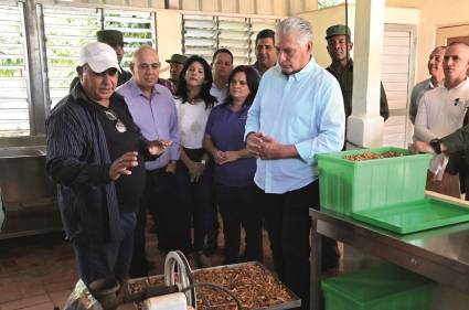 Díaz-Canel elogió los excelentes resultados que muestra hoy la finca Tierra Brava, perteneciente a la cooperativa de créditos y servicios (CCS) Niceto Pérez, en el municipio de Los Palacios, en Pinar del Río, en la que el productor Onay Martínez Díaz (a la izquierda) ha liderado un modelo de agricultura con ciencia e innovación