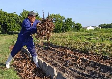 La agricultura urbana, suburbana y familiar tiene grandes desafíos productivos en el presente año