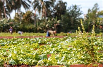 Reforzar la producción de alimentos