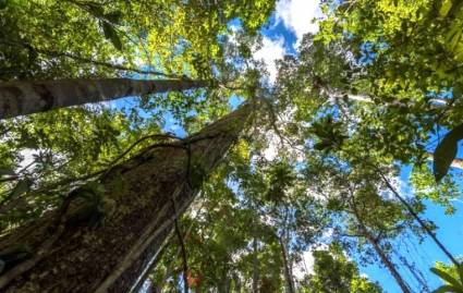 Amazonía brasileña