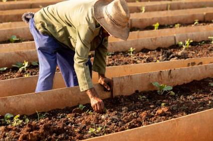 Concretar los programas priorizados en los sistemas alimentarios locales es fundamental para disminuir importaciones