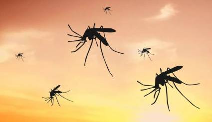 Brasil activa una fábrica de mosquitos modificados
