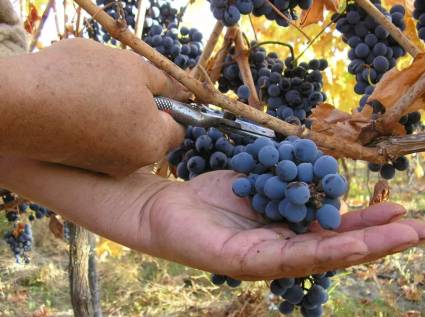 San Javier de Loncomilla, capital del vino artesanal