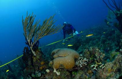 Arrecifes coralinos: Cuba mostrará hoja de ruta para su cuidado