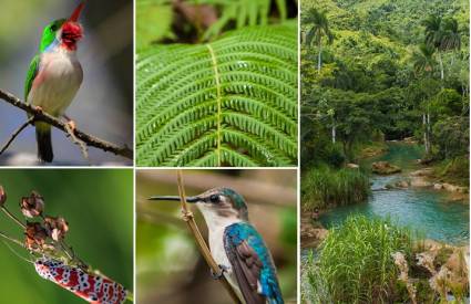 Estudios de especies fuera de su hábitat continúan en Cuba