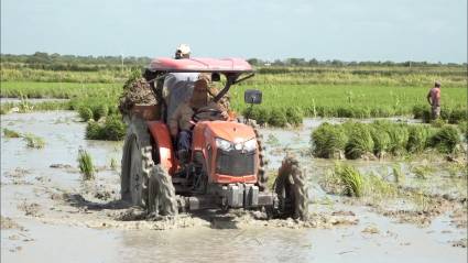 Siembra de arroz