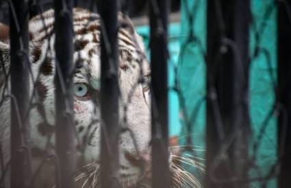 Exhiben tigresa blanca de Bengala en zoológico de Ciego de Ávila.