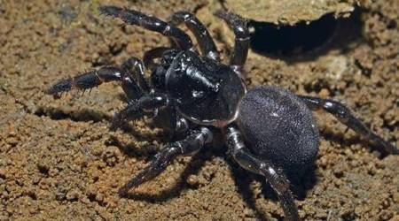 La araña más vieja conocida en el mundo