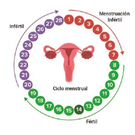 Ciclo menstrual